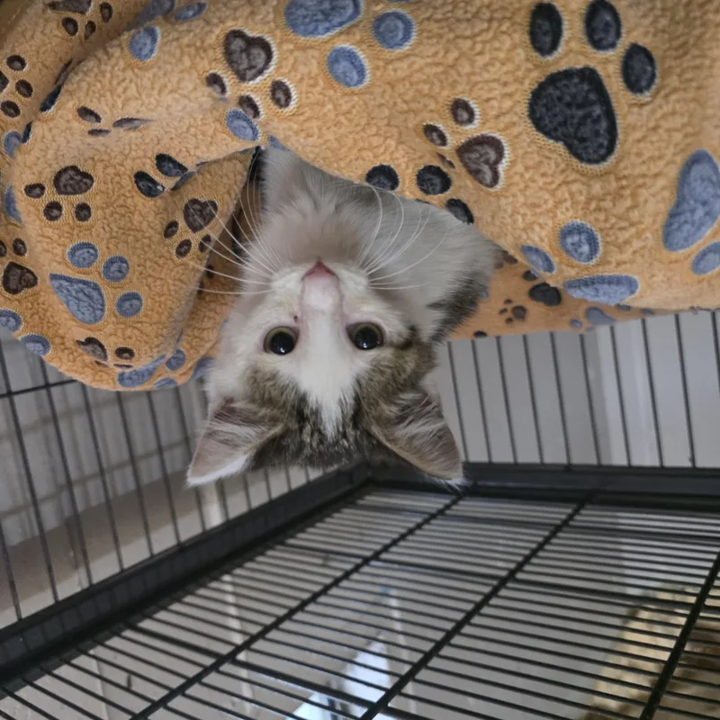 A baby medium-sized female Tabby (Brown / Chocolate) Domestic Short Hair cat named Moth for adoption in Moriches, NY