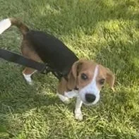 A baby small-sized male Tricolor (Brown, Black, & White) Beagle dog named Spike for adoption in Stoughton, MA