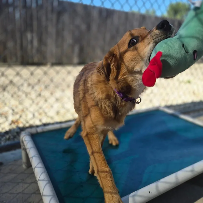A baby medium-sized male Yellow / Tan / Blond / Fawn Australian Cattle Dog / Blue Heeler dog named Ben for adoption in Woodstock, IL