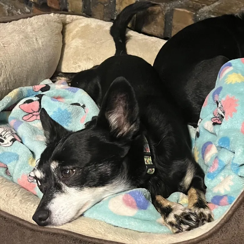 Pumpkin And Frozen thumbnail 2