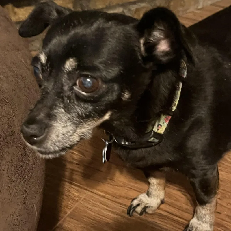 Pumpkin And Frozen thumbnail 3