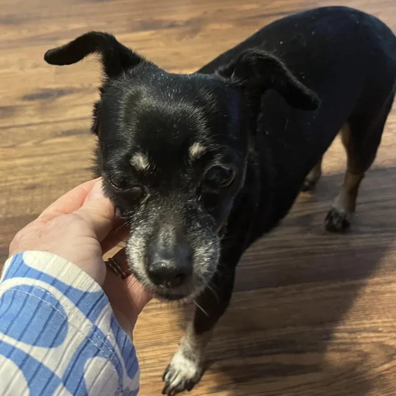 Pumpkin And Frozen thumbnail 4