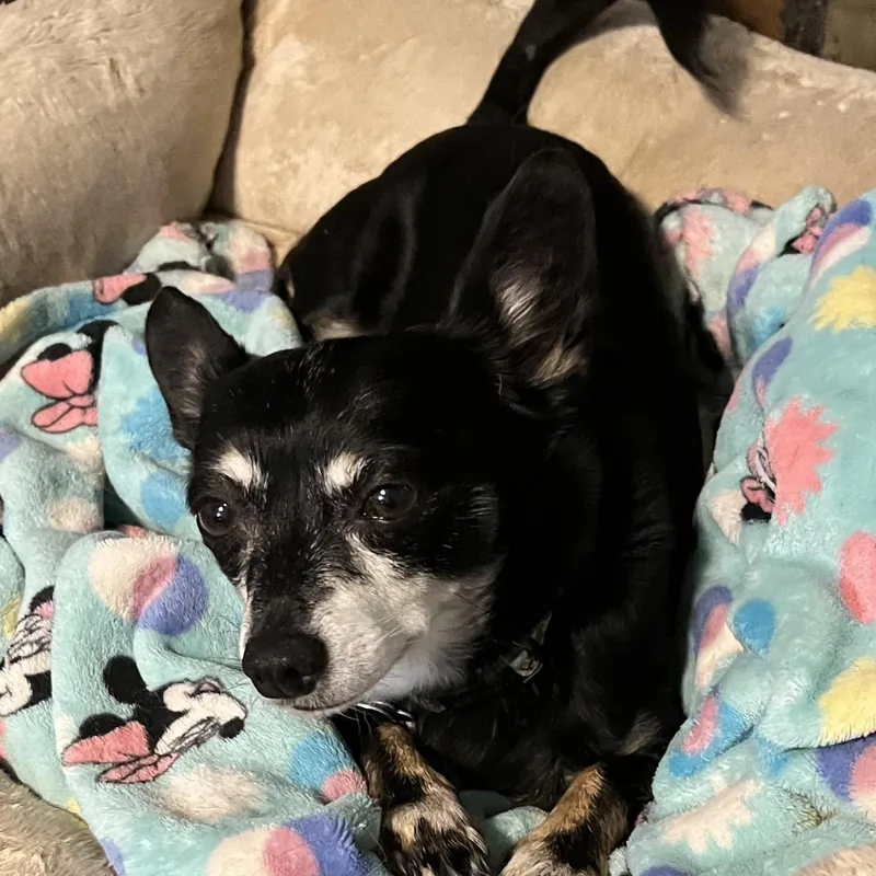 Pumpkin And Frozen thumbnail 5