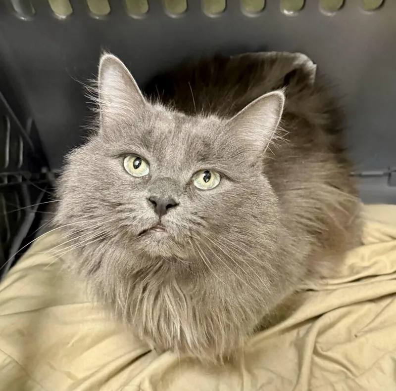 An adult medium-sized male Gray / Blue / Silver Domestic Long Hair cat named Ashe for adoption in Milltown, NJ