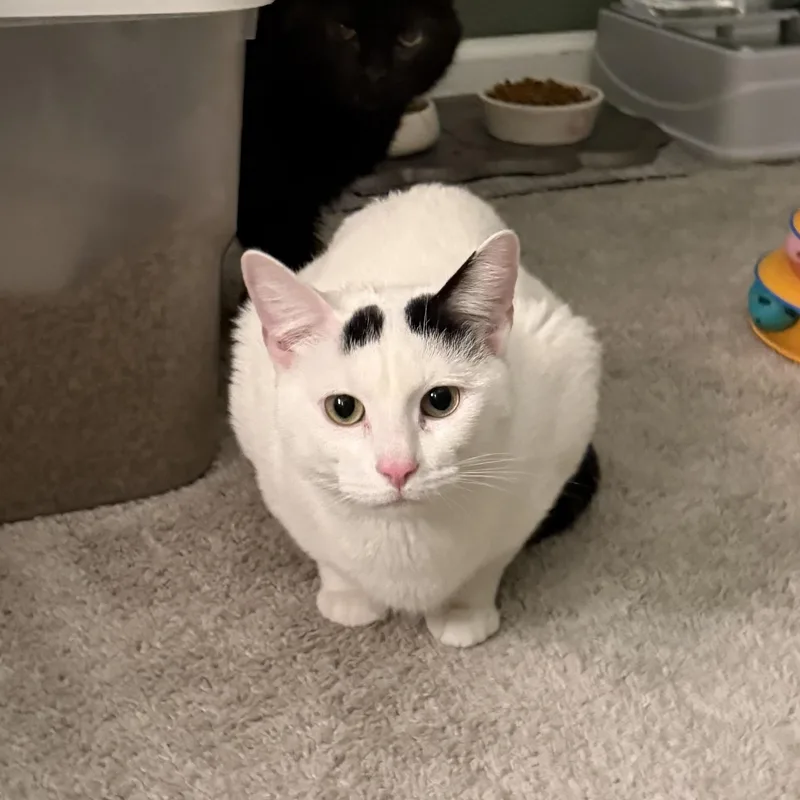 White Line thumbnail 2