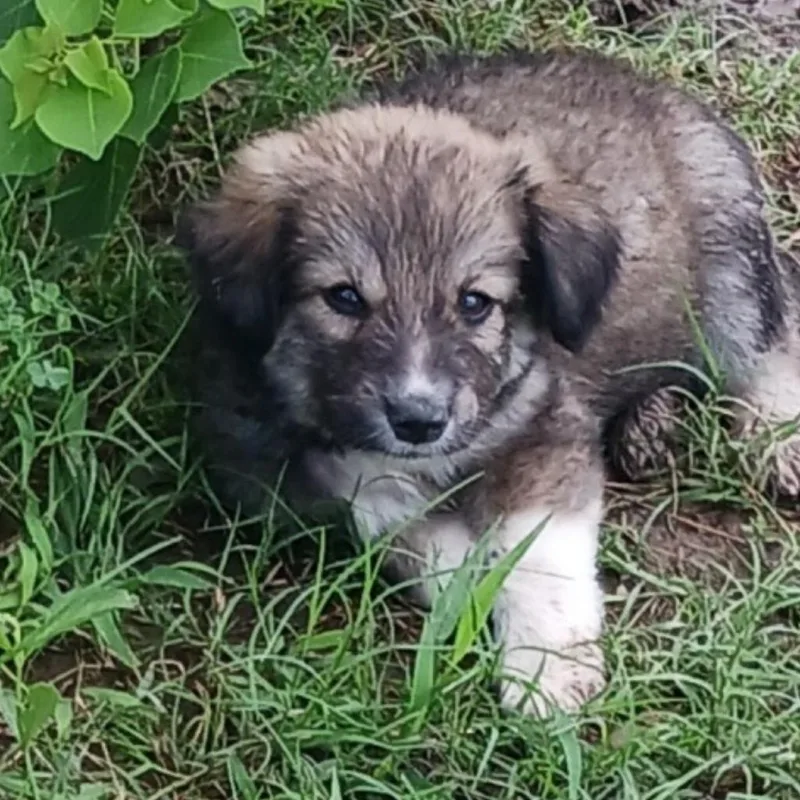 Pixel