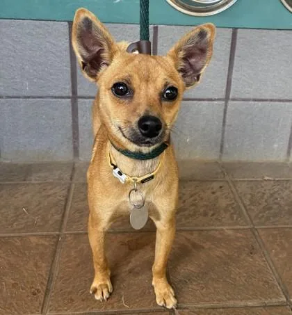 An adult small-sized female Mixed Breed dog named Pippy for adoption in Honolulu, HI