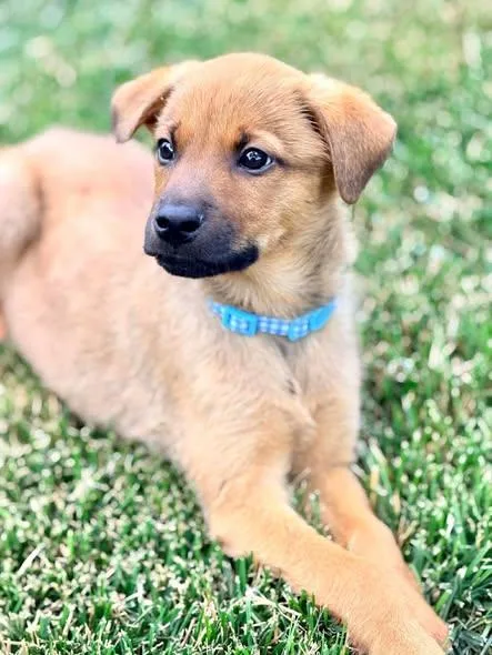 A baby medium-sized male Red / Chestnut / Orange Mixed Breed dog named Robin Masters for adoption in Winchester, KY