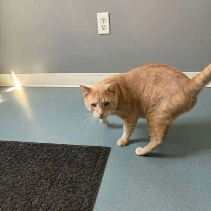 An adult large-sized male Buff / Tan / Fawn Domestic Short Hair cat named Freddie for adoption in Lincoln, MI