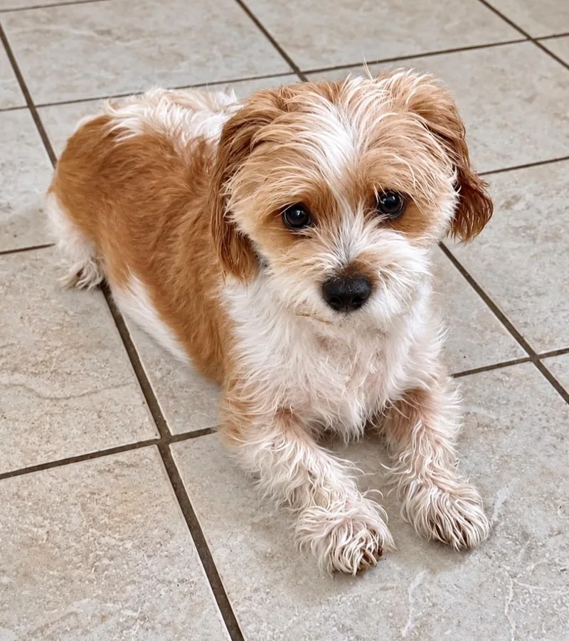 A senior small-sized male Cavalier King Charles Spaniel dog named Jonesy for adoption in St. Augustine, FL