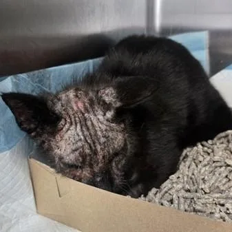 An adult medium-sized male Black Domestic Short Hair cat named Fabio for adoption in Phoenixville, PA