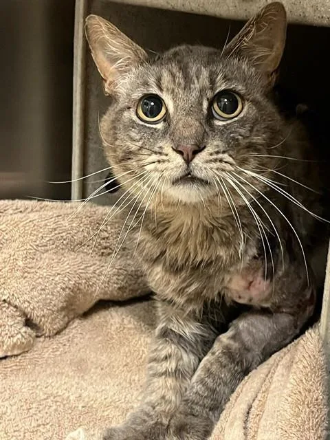 An adult small-sized male Domestic Short Hair cat named Warrior for adoption in Riverside, CA