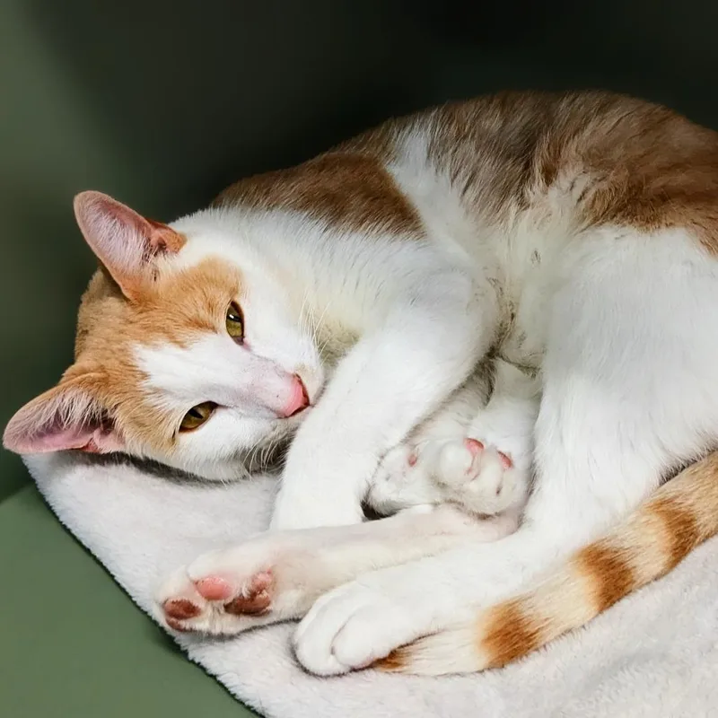 A young small-sized male Orange / Red Domestic Short Hair cat named Gordo for adoption in Garfield, AR