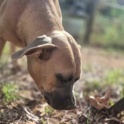 A young medium-sized female Pit Bull Terrier dog named Penelope for adoption in Dover, AR