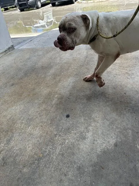 An adult large-sized male American Bulldog dog named Moby for adoption in Miami, FL