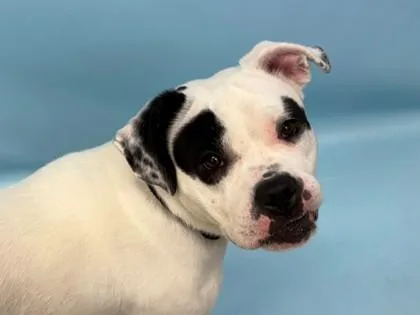 An adult large-sized female Pit Bull Terrier dog named Norma for adoption in Woodbury, MN