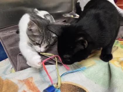 A baby small-sized female Domestic Short Hair cat named Purrsephone for adoption in Westland, MI