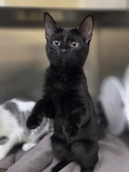Purrsephone thumbnail 3