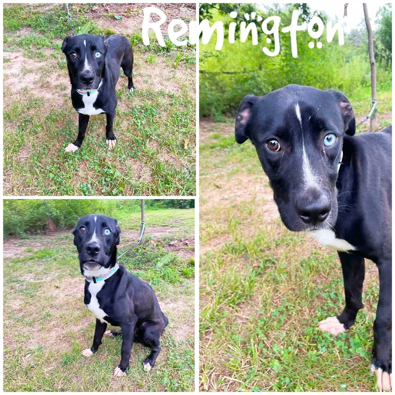 Remington