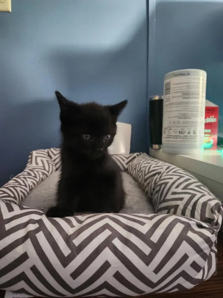 A baby medium-sized female Domestic Short Hair cat named Beltane for adoption in Parkville, MD