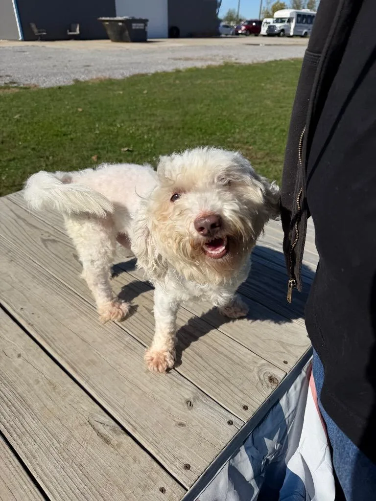 A young medium-sized male Maltese dog named Charlie for adoption in Pierceton, IN