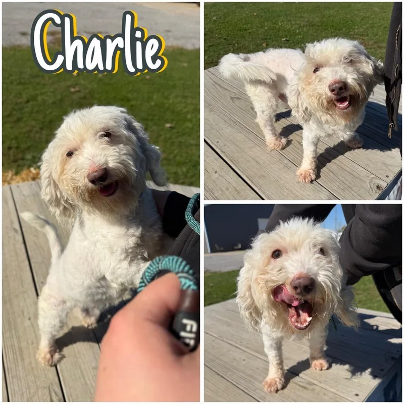 Charlie thumbnail 4