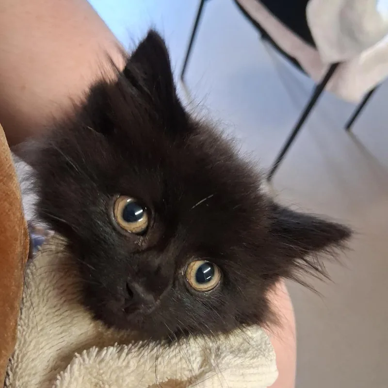 A baby small-sized male Black Domestic Long Hair cat named Jin for adoption in Middlebury, VT
