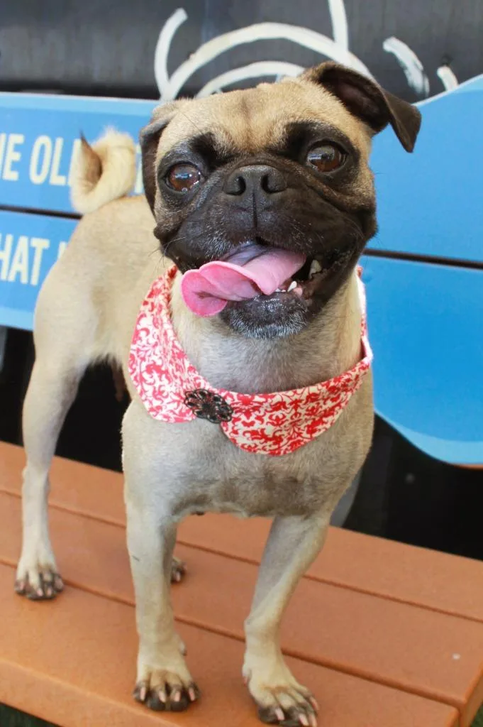 A young small-sized female Pug dog named Maile for adoption in Gardena, CA