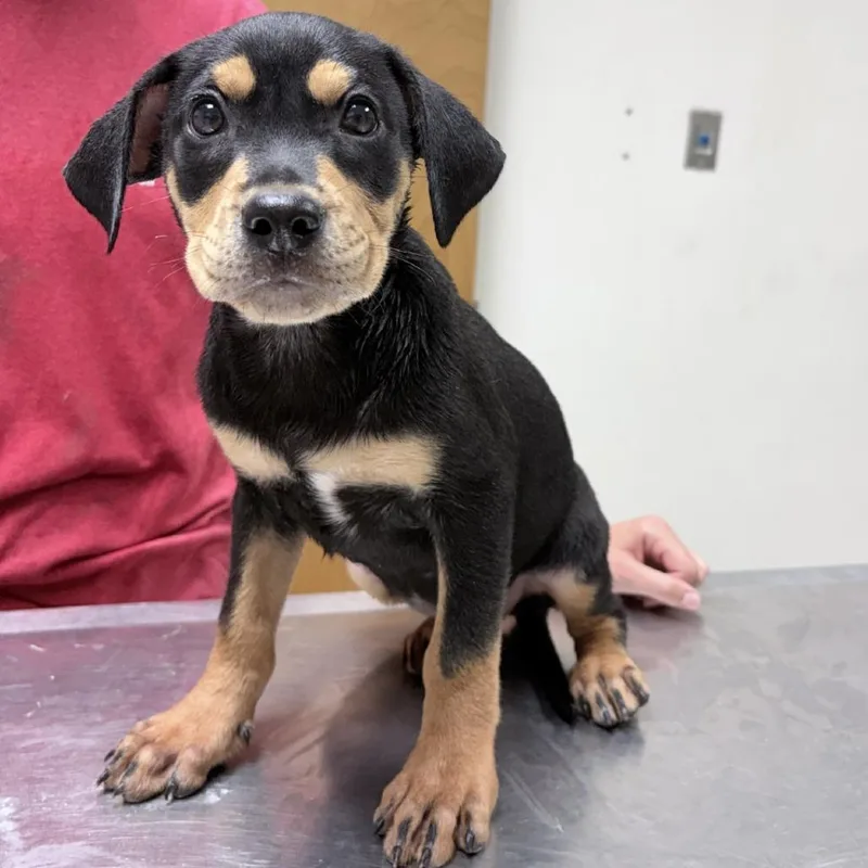 A baby small-sized female Black Rottweiler dog named Queenie for adoption in Tyler, TX