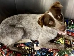 An adult medium-sized female Red / Chestnut / Orange Mixed Breed dog named Amity for adoption in Georgetown, TX