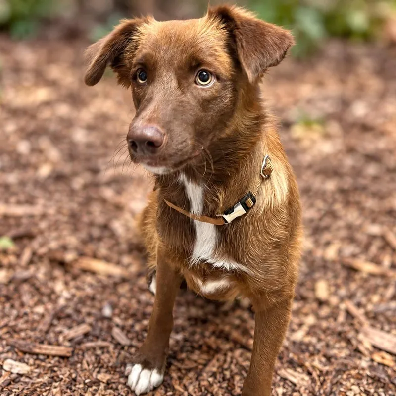 An adult medium-sized female Australian Shepherd dog named Nutmeg for adoption in Boerne, TX