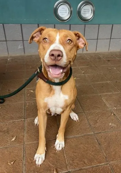 An adult medium-sized female Mixed Breed dog named Trudy for adoption in Honolulu, HI