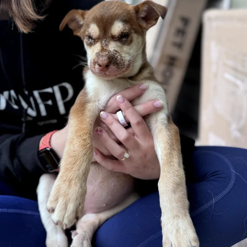 A baby medium-sized female Brown / Chocolate Siberian Husky dog named Soy for adoption in Tacoma, WA