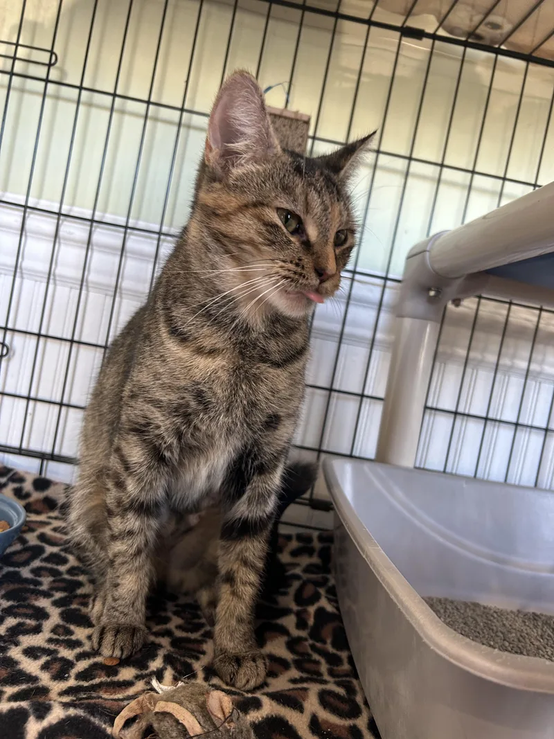A young small-sized female Domestic Short Hair cat named Monroe for adoption in Cape May, NJ