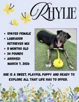 A young medium-sized female Bicolor Labrador Retriever dog named Rhylie for adoption in Denton, TX