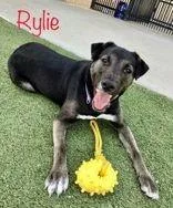 Rhylie thumbnail 4