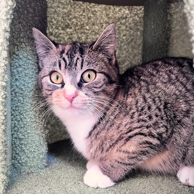 A young medium-sized female Brown / Chocolate Domestic Short Hair cat named Ragu for adoption in Attica, NY
