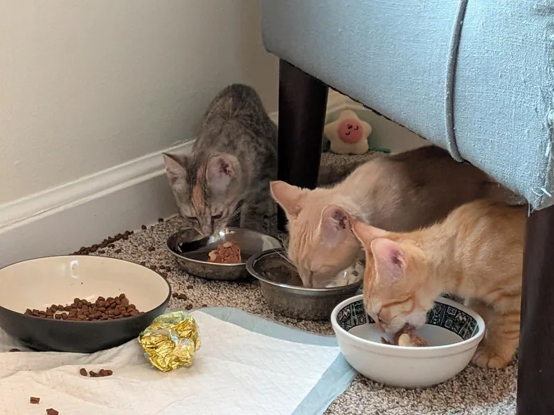 A baby small-sized male Domestic Short Hair cat named Xylophone for adoption in Milwaukee, WI