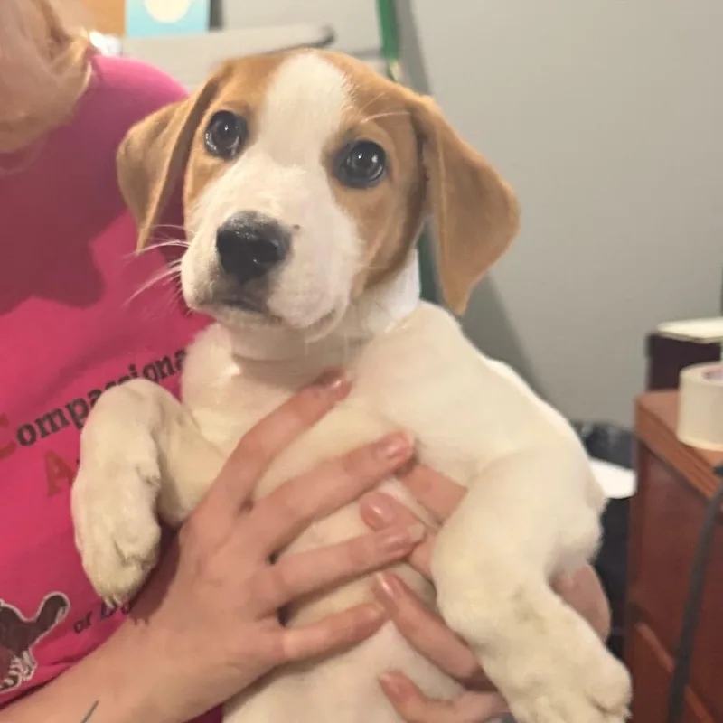 A baby small-sized male Brown / Chocolate Beagle dog named Cookie for adoption in Wappingers Falls, NY