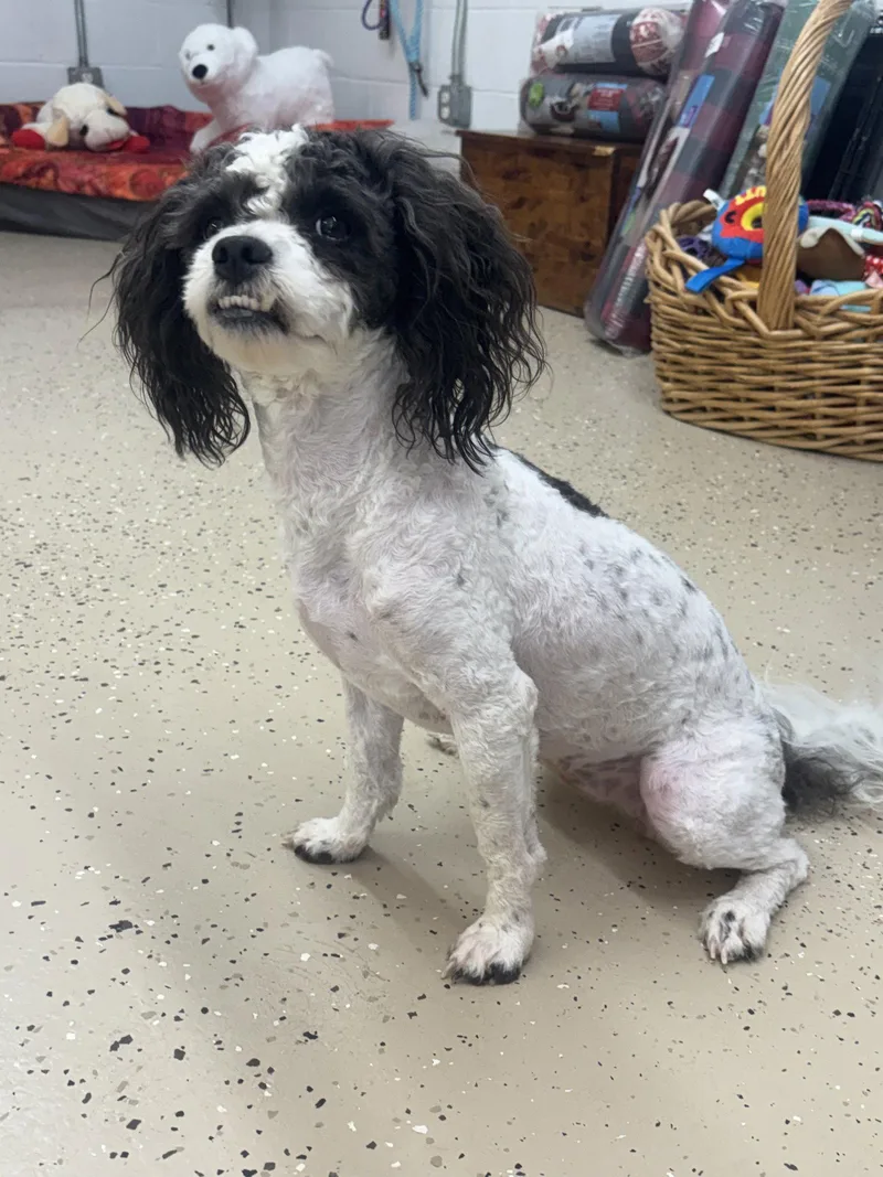 An adult medium-sized female Shih Tzu dog named Cookie for adoption in York, SC