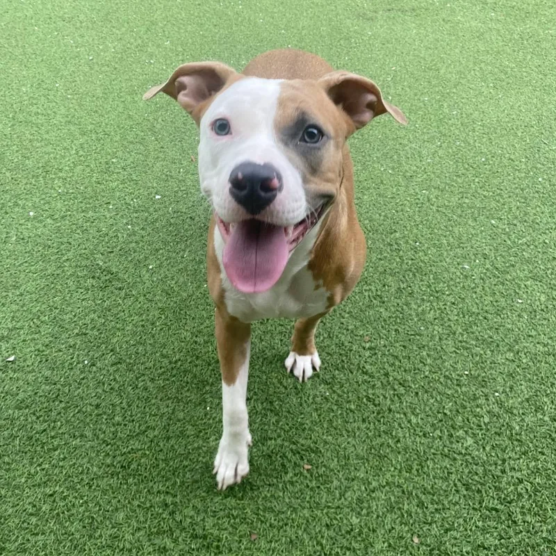 A young medium-sized female Yellow / Tan / Blond / Fawn Mixed Breed dog named Hazel for adoption in LOXAHATCHEE, FL