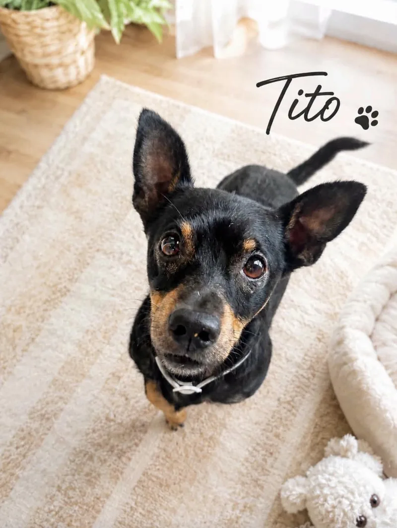 Tito thumbnail 3
