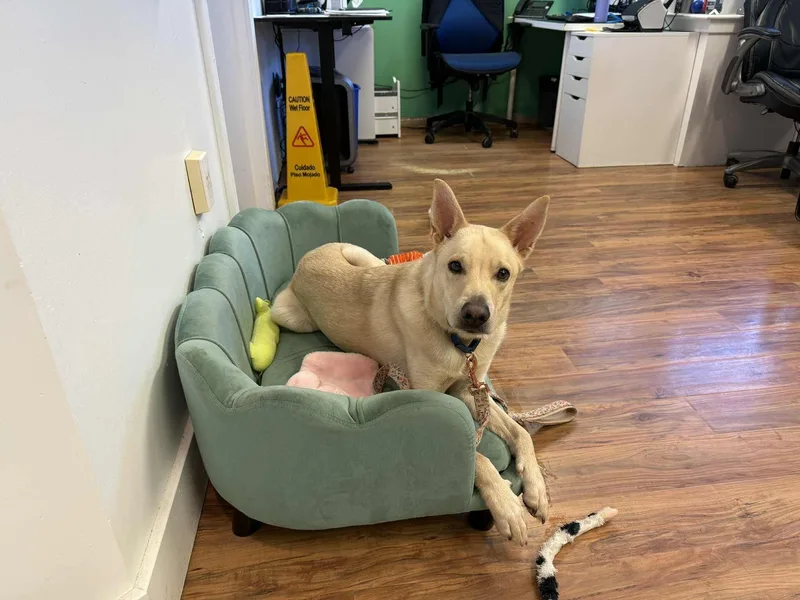 A young medium-sized male Yellow / Tan / Blond / Fawn Yellow Labrador Retriever dog named Bart for adoption in Grass Valley, CA