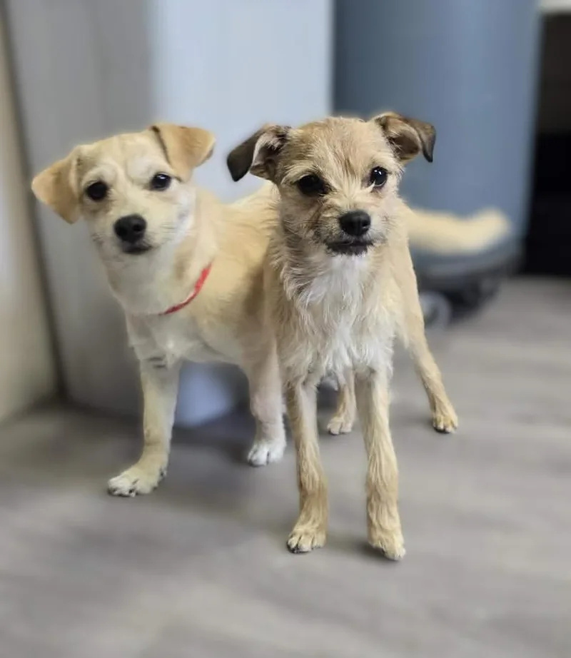 An adult small-sized female Terrier dog named Cerelia for adoption in Othello, WA