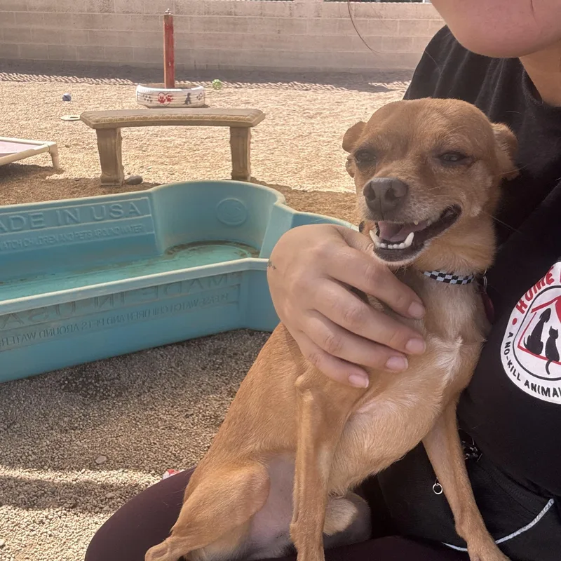 An adult small-sized male Chihuahua dog named Chilly for adoption in Phoenix, AZ