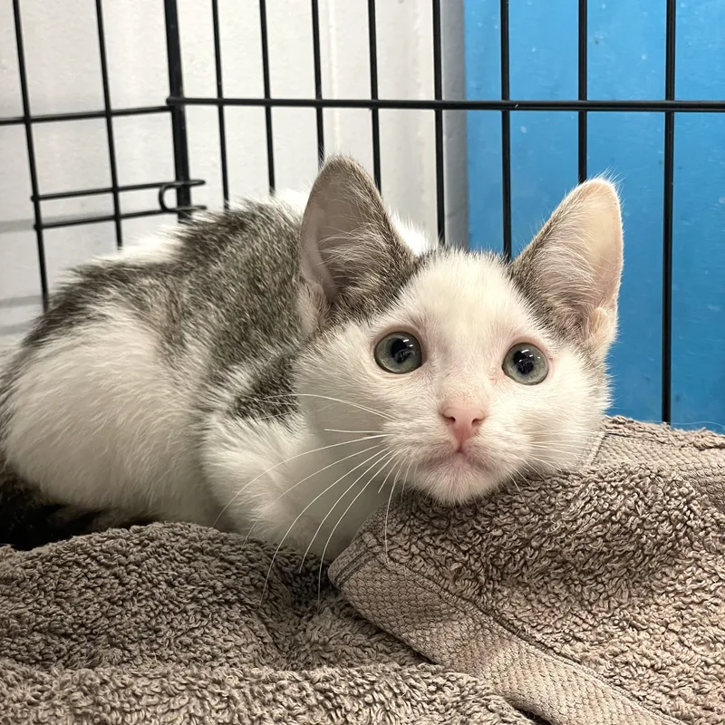 A baby medium-sized female Buff & White Domestic Short Hair cat named Kiki for adoption in Plano, TX