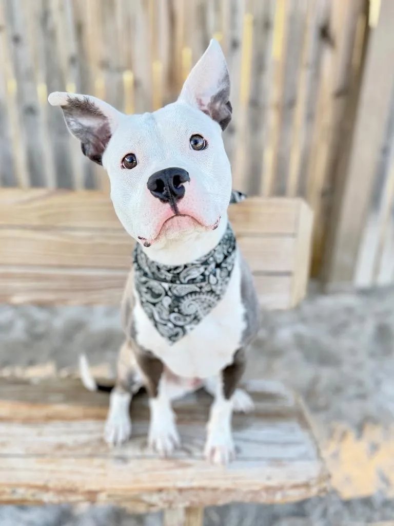 A young medium-sized male Mixed Breed dog named Wizard for adoption in Muskegon, MI