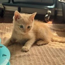 A baby small-sized male Orange / Red Domestic Medium Hair cat named Frye for adoption in San Antonio, TX