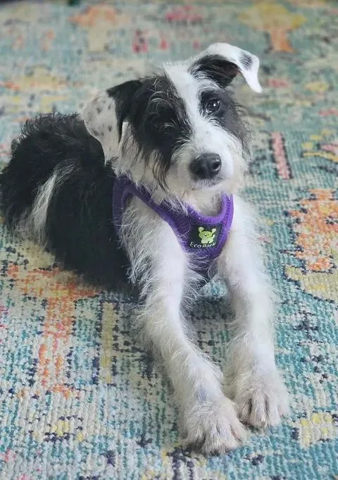 An adult medium-sized female Tricolor (Brown, Black, & White) Schnauzer dog named Dottie for adoption in Norfolk, MA