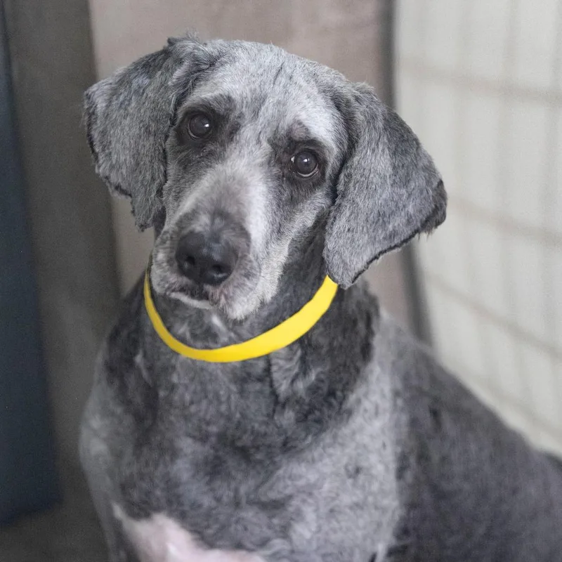 An adult large-sized female Gray / Blue / Silver Bernese Mountain Dog dog named Lola for adoption in Peyton, CO